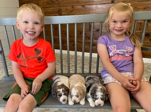 F1B Mini Bernedoodles Bluey Maverick